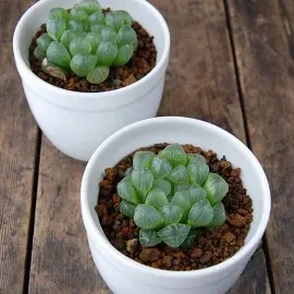 多肉植物の育て方：日当たりで失敗しない初心者ガイド